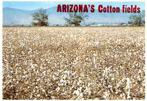 Arizona's Cotton Fields Postcard