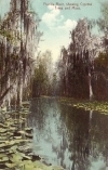 Florida River, showing Cypress Trees and Moss