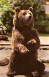 Alaskan Brown Bear, Milwaukee Zoo, Wisconsin