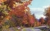 Autum Gold, Chatham, Nebraska
