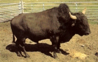 Brahmalo, Buffalo Ranch, Oklahoma