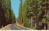 Fir Forests, Oregon