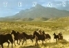 Texas Horses