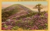 Purple Rhododendron in Bloom Near Blue Ridge Parkway, North Carolina