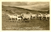 Lane's Palaminos at Arlee, Montana, McKay Photo