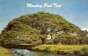 Monkey Pod Tree, Hawaii