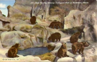 Brookfield Zoo, Chicago Bears