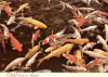Colorful Carp in Hawaii