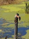 thumb_3317_BootFencePost-Art-3-4-detail.jpg