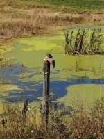 Boot Fence Print or Canvas - Starting @ $12.99