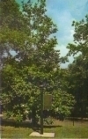 Arlington Ante Bellum Home, Birmingham