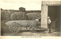 Missouri - Corn Grows Big Postcard, 1907