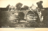 Carving Watermelon in Missouri Postcard
