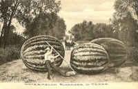 Watermelon Blockade in Texas Postcard