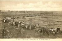 Harvesting Wheat in Oklahoma Postcard
