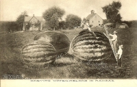Kansas - Carving Watermelon Postcard (1907)