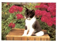 Cute Kitties - set of 2