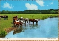 Watering Horses