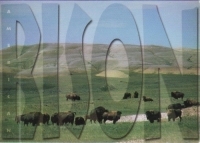 Bison Postcard