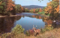 White Tail Deer, Ausable River, New York Postcard
