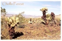 Cholla Forest, Arizona Postcard