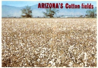 Arizona's Cotton Fields