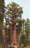 Big Trees, Yosemite National Park, California