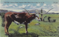 Famous Texas Longhorn Steer 'Old Tex'