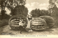 Watermelon Blockade in Kansas Postcard