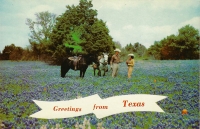 Greetings Texas, Bluebonnets