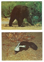 Shenandoah National Park, Virginia - Animals Set of Two