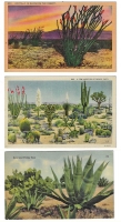 Arizona Cactus - Set of 3